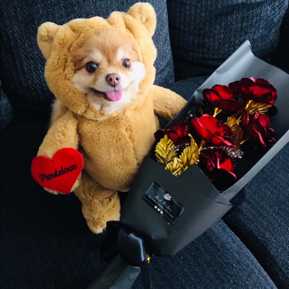 Teddy Bear Costume for Small Dog